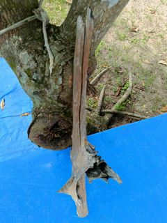 (Category: ) located in . Submitted by centellaasiatica03 (Listing ID 1453178980, Image 1). Description: .