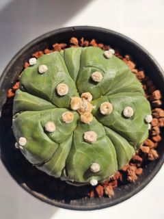 (Category: ) located in . Submitted by all4cactus (Listing ID 1453115874, Image 1). Description: .