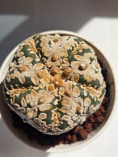 (Category: ) located in . Submitted by all4cactus (Listing ID 1453116727, Image 1). Description: .