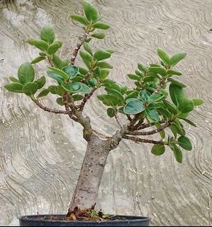 (Category: ) located in . Submitted by sindo.sg (Listing ID 1453122047, Image 1). Description: .