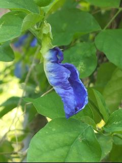 (Category: ) located in . Submitted by avdplants (Listing ID 1453076112, Image 1). Description: .
