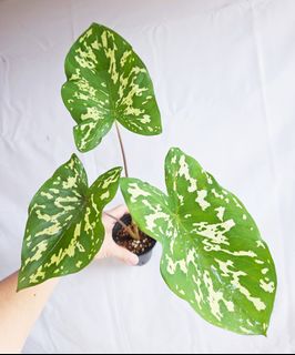 (Category: ) located in . Submitted by goodflorist (Listing ID 1453128759, Image 1). Description: .