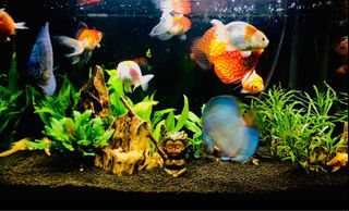 (Category: ) located in . Submitted by eddy0909 (Listing ID 1453137779, Image 1). Description: .