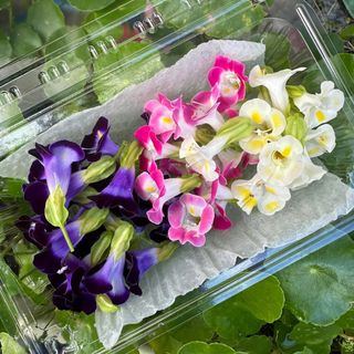 （分類：）位於 。 由 _delightgarden 提交（商品編號 1453055133，圖片 1）。簡介： 。