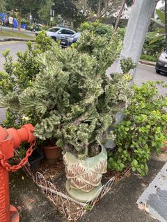 (Category: ) located in . Submitted by lovelyann (Listing ID 1453061553, Image 1). Description: .