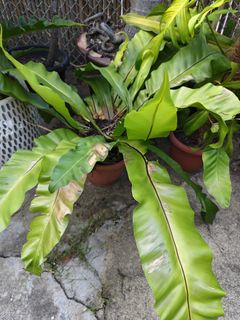 (Category: ) located in . Submitted by karina_karina (Listing ID 1453102974, Image 1). Description: .
