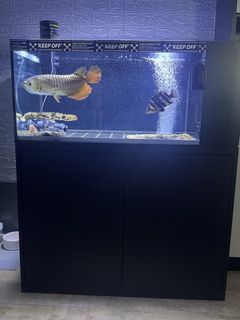 (Category: ) located in . Submitted by .royal_pleco. (Listing ID 1453100535, Image 1). Description: .