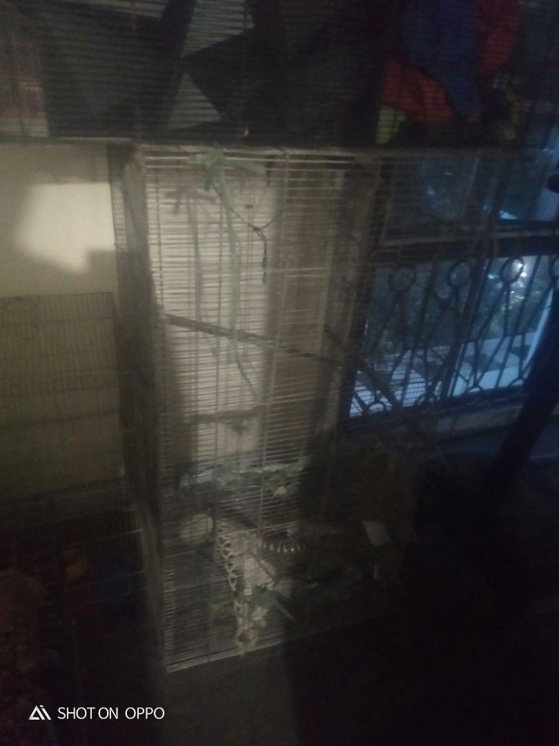 Large Bird Cage for Sale (Category: Homes & Other Pet Accessories) located in Paranaque City. Submitted by dimaguilaa94969 (Listing ID 1453216794, Image 1). Description: - Large and tall bird cage - Spacious interior for various birds - Comes with perches flight cage - Provides a safe and comfortable environment - Ready for a new home.