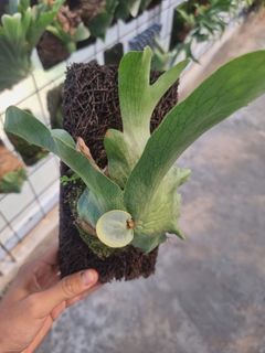 (Category: ) located in . Submitted by sindo.sg (Listing ID 1453213646, Image 1). Description: .