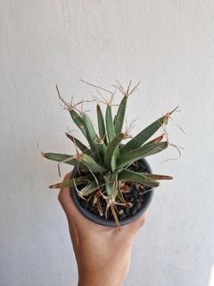 (Category: ) located in . Submitted by excess.plants (Listing ID 1453121885, Image 1). Description: .