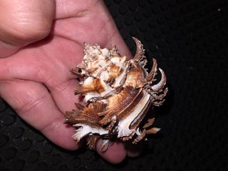 (Category: ) located in . Submitted by c_ther51 (Listing ID 1453061982, Image 1). Description: .