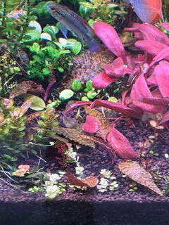 (Category: ) located in . Submitted by aquaticplantssengkang (Listing ID 1453176329, Image 1). Description: .