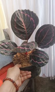 (Category: ) located in . Submitted by rimba.roots.sg (Listing ID 1454866273, Image 1). Description: .