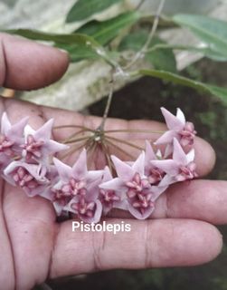 (Category: ) located in . Submitted by rimba.roots.sg (Listing ID 1454818342, Image 1). Description: .