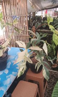 (Category: ) located in . Submitted by rimba.roots.sg (Listing ID 1454868221, Image 1). Description: .