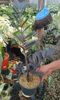 (Category: ) located in . Submitted by rimba.roots.sg (Listing ID 1454817834, Image 1). Description: .
