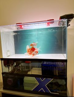 (Category: ) located in . Submitted by chris.tconceptstudio (Listing ID 1454841554, Image 1). Description: .