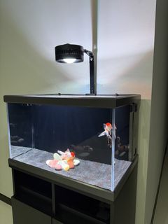 (Category: ) located in . Submitted by jerra (Listing ID 1454863751, Image 1). Description: .