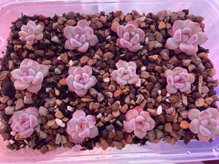 (Category: ) located in . Submitted by qq_garden (Listing ID 1454809660, Image 1). Description: .