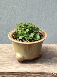 Platycerium and other plants Collection item 1
