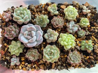 (Category: ) located in . Submitted by qq_garden (Listing ID 1448229671, Image 1). Description: .