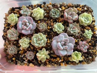 (Category: ) located in . Submitted by qq_garden (Listing ID 1448230878, Image 1). Description: .