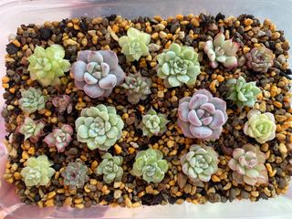 (Category: ) located in . Submitted by qq_garden (Listing ID 1448231562, Image 1). Description: .