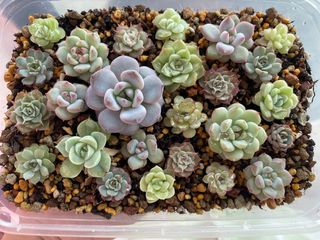 (Category: ) located in . Submitted by qq_garden (Listing ID 1448232619, Image 1). Description: .