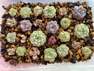 (Category: ) located in . Submitted by qq_garden (Listing ID 1449001879, Image 1). Description: .