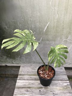 (Category: ) located in . Submitted by PlantsRanger (Listing ID 1454768892, Image 1). Description: .