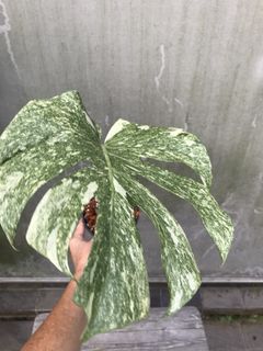(Category: ) located in . Submitted by PlantsRanger (Listing ID 1454769147, Image 1). Description: .