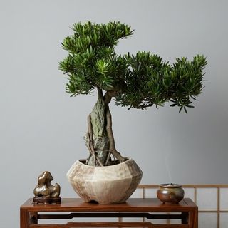 Bonsai  Collection item 1
