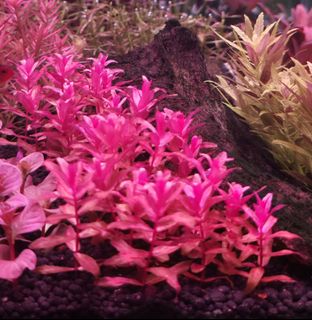 (Category: ) located in . Submitted by tom.chua (Listing ID 1454845690, Image 1). Description: .