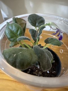 （分類：）位於 。 由 sol_joan 提交（商品編號 1454935501，圖片 1）。簡介： 。