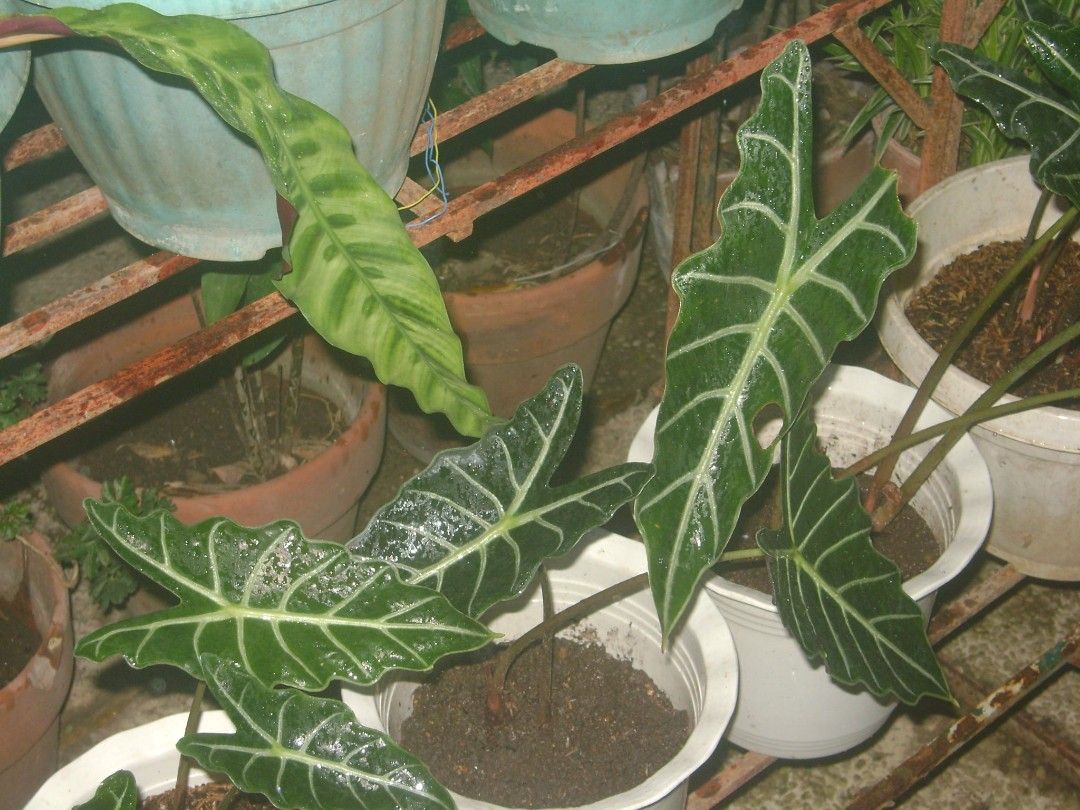 Sony cybershot DSC-S730 digital camera digicam (Category: Cameras) located in Paranaque City. Submitted by momochiii24 (Listing ID 1454855743, Image 3). Description: Sony cybershot DSC-S730 digital camera digicam 7.2 megapixels 📌PRICE: 3,300 📌SURE BUYER: 3,000!! 📌fully functional 📌all buttons working 📌flash and zooms are working 📌video mode is working 📌body condition: 8/10 sign of usage normal sa 2nd hand camera. 📌issues: minimal lcd dot 
