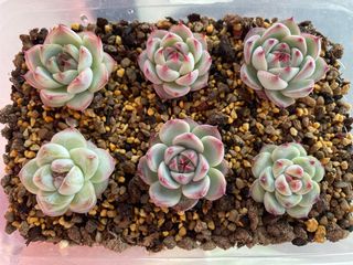(Category: ) located in . Submitted by qq_garden (Listing ID 1439361097, Image 1). Description: .
