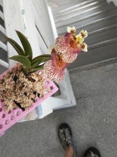 (Category: ) located in . Submitted by huat89 (Listing ID 1454780435, Image 1). Description: .