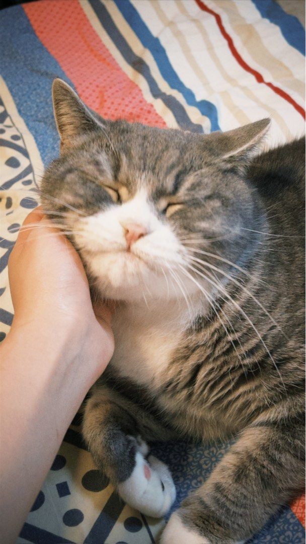 🐾 【貓咪專屬：上門餵食 / 照顧服務】🐾 去旅行、返工忙碌，擔心屋企隻貓主子悶親或者冇人照顧？交畀我啦！ （分類：公告欄）位於 Hong Kong。 由 petsyt 提交（商品編號 1455078625，圖片 3）。簡介： 🐾 【貓咪專屬：上門餵食 / 照顧服務】🐾 去旅行、返工忙碌，擔心屋企隻貓主子悶親或者冇人照顧？交畀我啦！ 本人亦是**「三貓家庭」**一份子，非常了解貓咪的生活習性、情緒需求以及各種小脾氣。如果你想確保主子留喺最習慣嘅環境得到最貼心嘅照顧，歡迎隨時搵我！✨ 📋 服務內容：上門餵食 專為唔鍾意去陌生環境、鍾意留喺熟悉屋企嘅貓咪而設。 * 糧水安排：確保乾淨食水同新鮮糧食供應。 * 環境清理：每日清理貓砂盤，保持家居衛生。 * 陪玩互動：配合貓咪性格，提供玩耍、梳毛或單純嘅陪伴時間（幫貓咪放電，減少分離焦慮）。 * 實時匯報：每次服務後，定時透過相片/影片向你匯報主子近況，讓你百份百安心。 * 特殊需求：可按需要提供餵藥、滴眼藥水等服務。 * 「貓奴」資歷