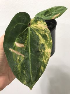 (Category: ) located in . Submitted by PlantsRanger (Listing ID 1455111083, Image 1). Description: .