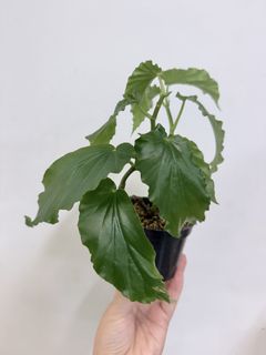 （分類：）位於 。 由 zoe.4 提交（商品編號 1455071588，圖片 1）。簡介： 。