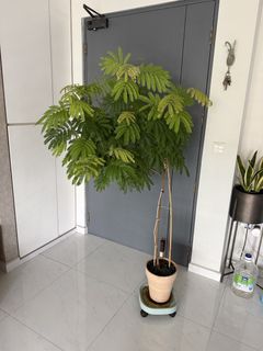 (Category: ) located in . Submitted by ronchew (Listing ID 1455091427, Image 1). Description: .