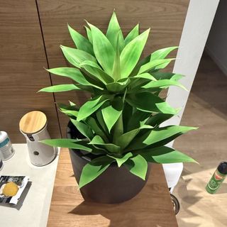 (Category: ) located in . Submitted by decluttering_my_stuff_88 (Listing ID 1455027152, Image 1). Description: .