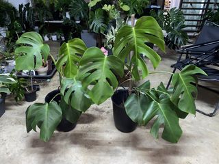 (Category: ) located in . Submitted by mostlyplants (Listing ID 1455094320, Image 1). Description: .