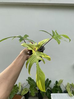 (Category: ) located in . Submitted by mostlyplants (Listing ID 1455096709, Image 1). Description: .