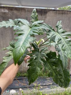 (Category: ) located in . Submitted by mostlyplants (Listing ID 1455093315, Image 1). Description: .