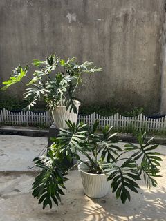 (Category: ) located in . Submitted by mostlyplants (Listing ID 1455093728, Image 1). Description: .