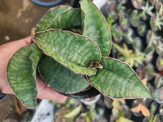 (Category: ) located in . Submitted by sindo.sg (Listing ID 1454995899, Image 1). Description: .