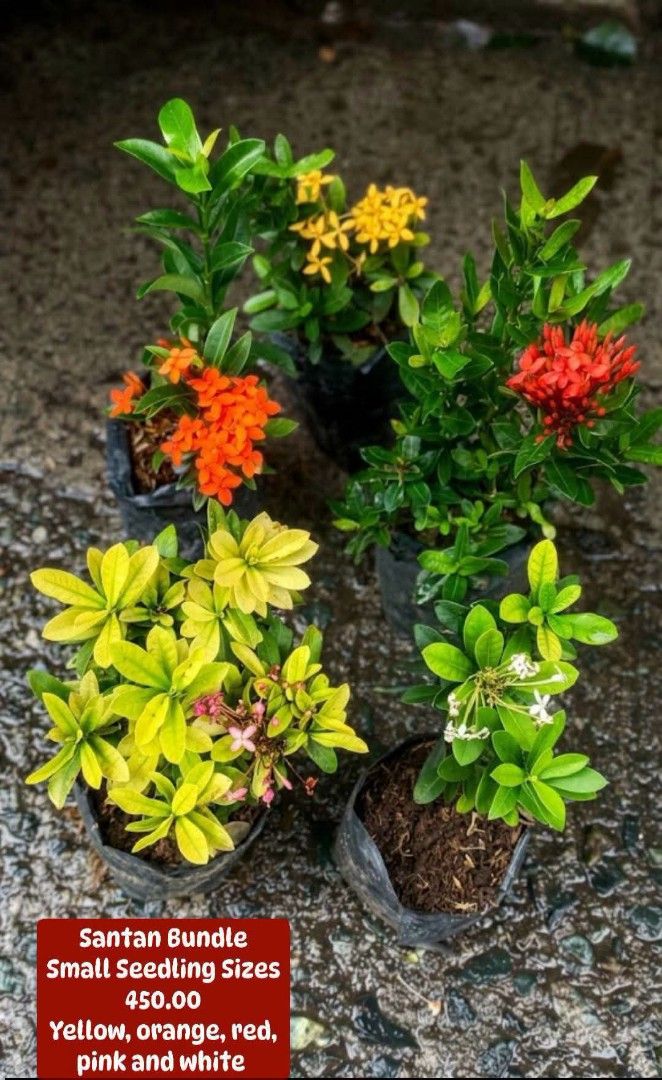Santan Small 5 Different Colors (Category: Plants & Seeds) located in Paranaque City. Submitted by mherz_ariel (Listing ID 1455138093, Image 1). Description: .