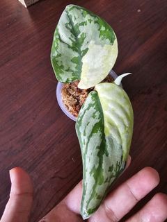 (Category: ) located in . Submitted by happygrowing (Listing ID 1455076089, Image 1). Description: .