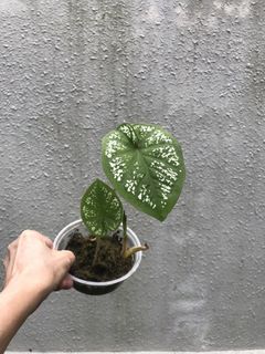 (Category: ) located in . Submitted by madam.plants (Listing ID 1454956982, Image 1). Description: .